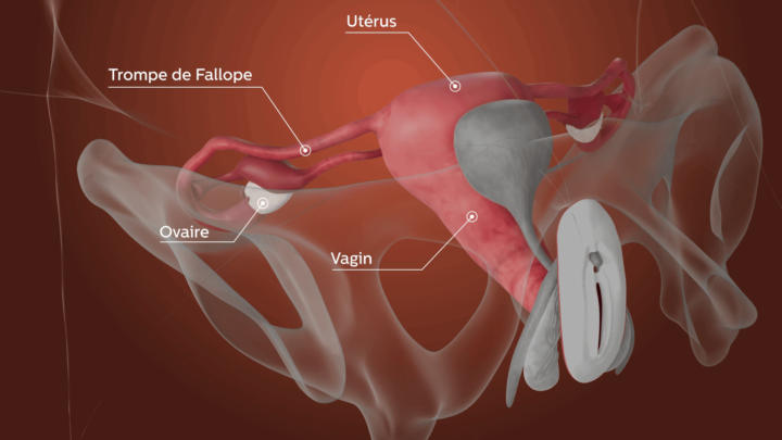 anatomie organe reproducteur femme