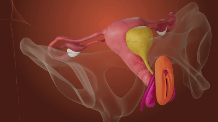 corps femme 3d bassin organe reproducteur