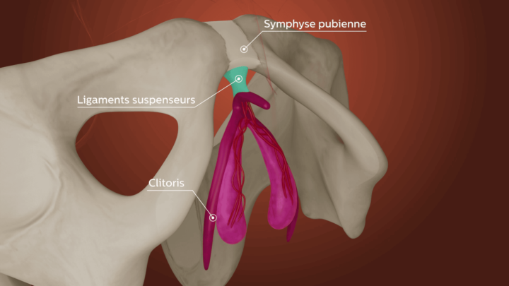 anatomie sexe feminin
